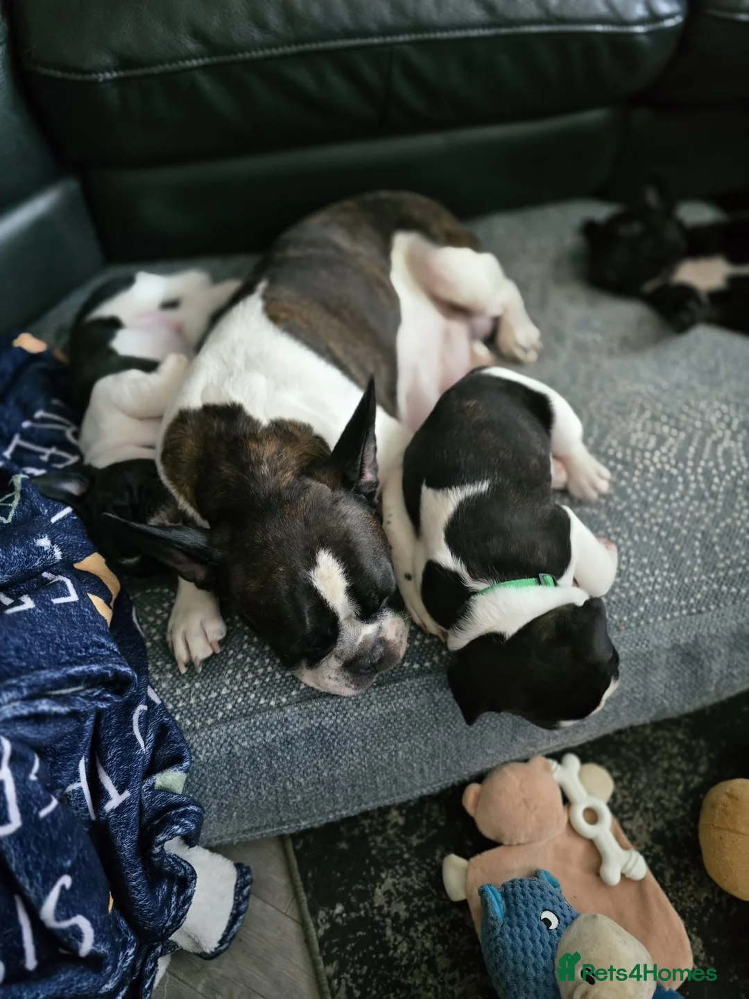 French Bulldog dogs for sale: Puppies for sale in Milton Keynes - Advert 1