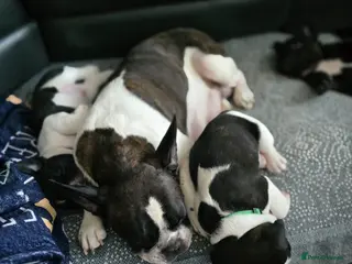 French Bulldog dogs Puppies for sale - Advert 3