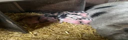 Pig livestock for sale: Full Julianna Piglets in Rossendale - Advert 3