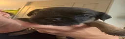 Border Terrier dogs for sale: KC Pedigree Border Terrier Pups - Advert 8