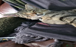 Domestic Shorthair cats for sale: 18 month cat  - Advert 4