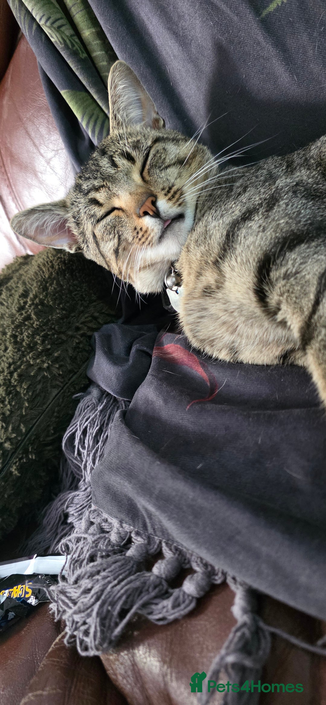 Domestic Shorthair cats for sale: 18 month cat  - Advert 4