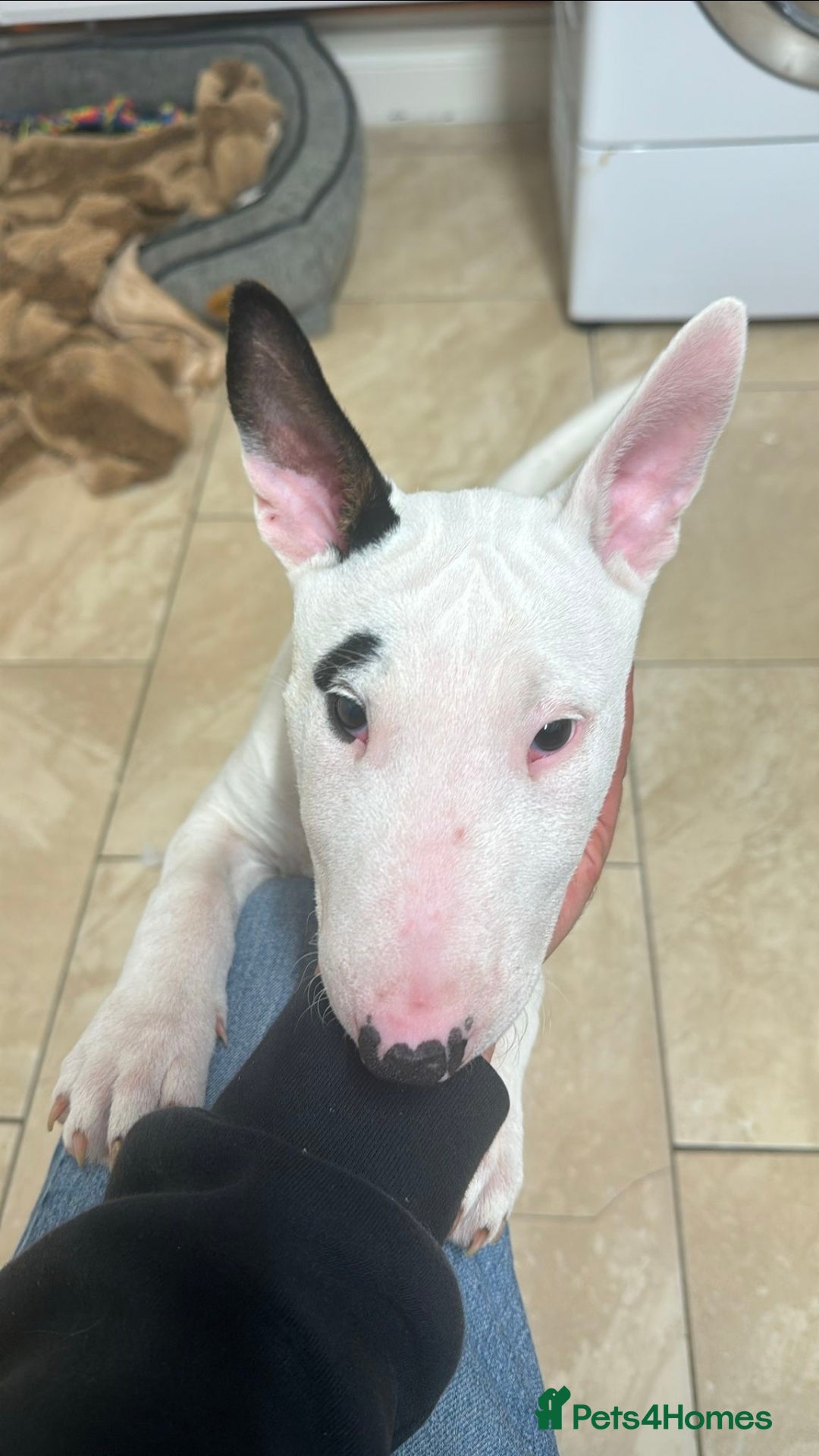 English Bull Terrier dogs English Bullterriers  - Advert 1