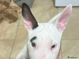 English Bull Terrier dogs English Bullterriers - Advert 1