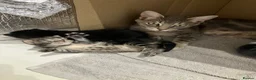 Mixed Breed cats for sale: Adorable kittens for sale - Advert 2