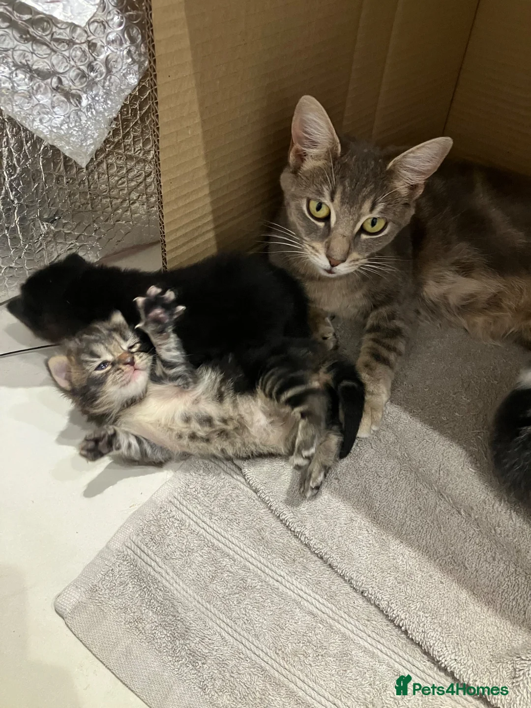 Mixed Breed cats for sale: Adorable kittens for sale - Advert 2