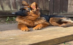 German Shepherd dogs for sale: Long hair female  - Image 2