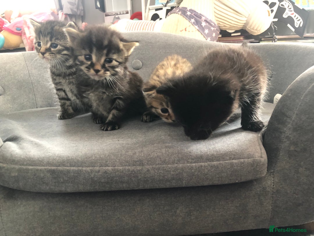 Bengal cats for sale: Kittens for sale  in Maesteg - Image 15