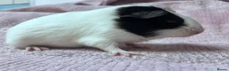 Guinea Pig rodents for sale: Young Sow Guinea pigs  - Advert 2