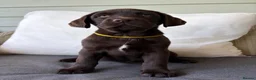 Labrador Retriever dogs for sale: 2 girls available Extenively health Tested READY - Advert 7