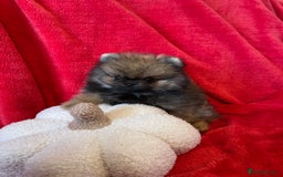 Pomeranian dogs for sale: Stunning KC reg Pomeranians  - Image 24