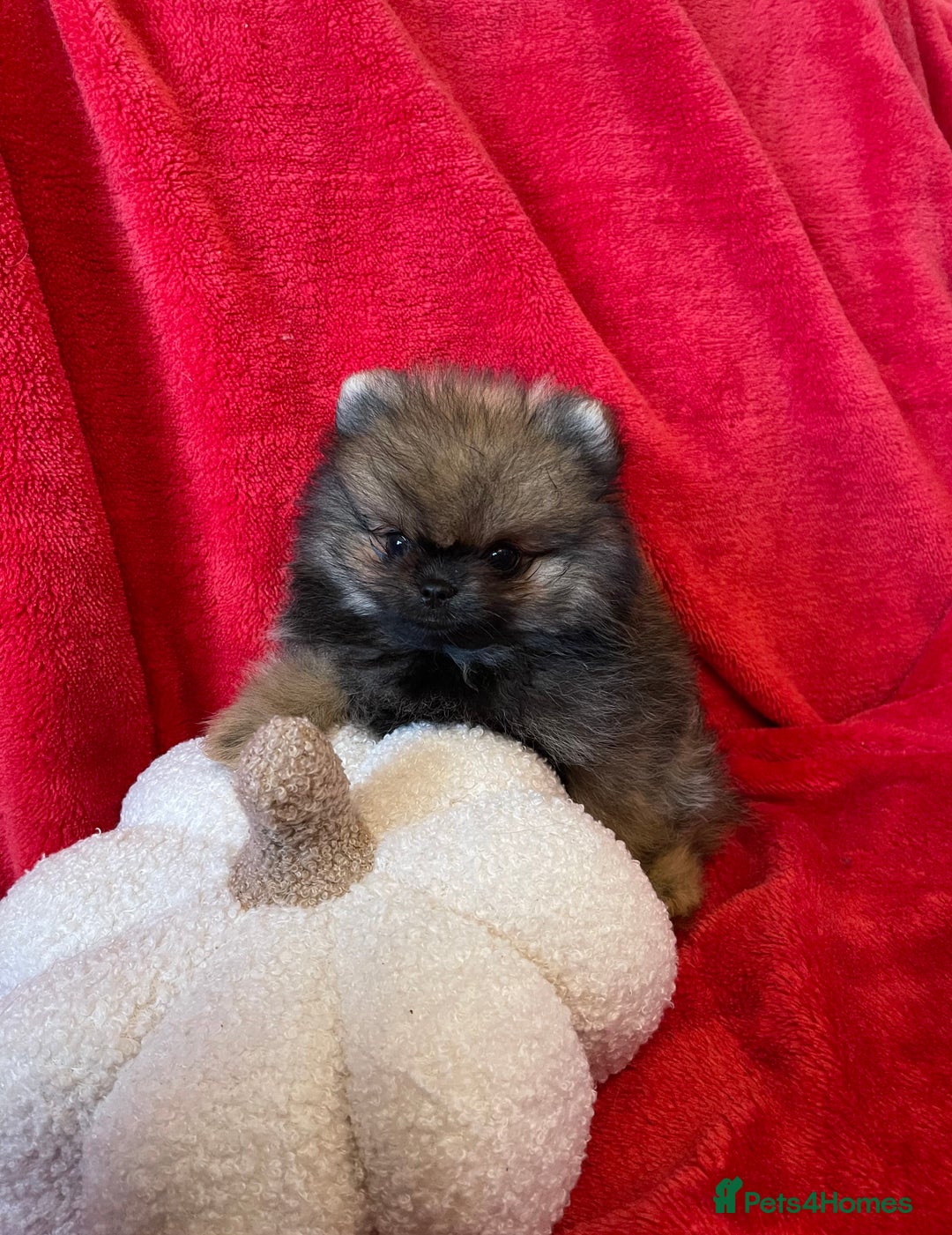 Pomeranian dogs for sale: Stunning KC reg Pomeranians  - Image 24