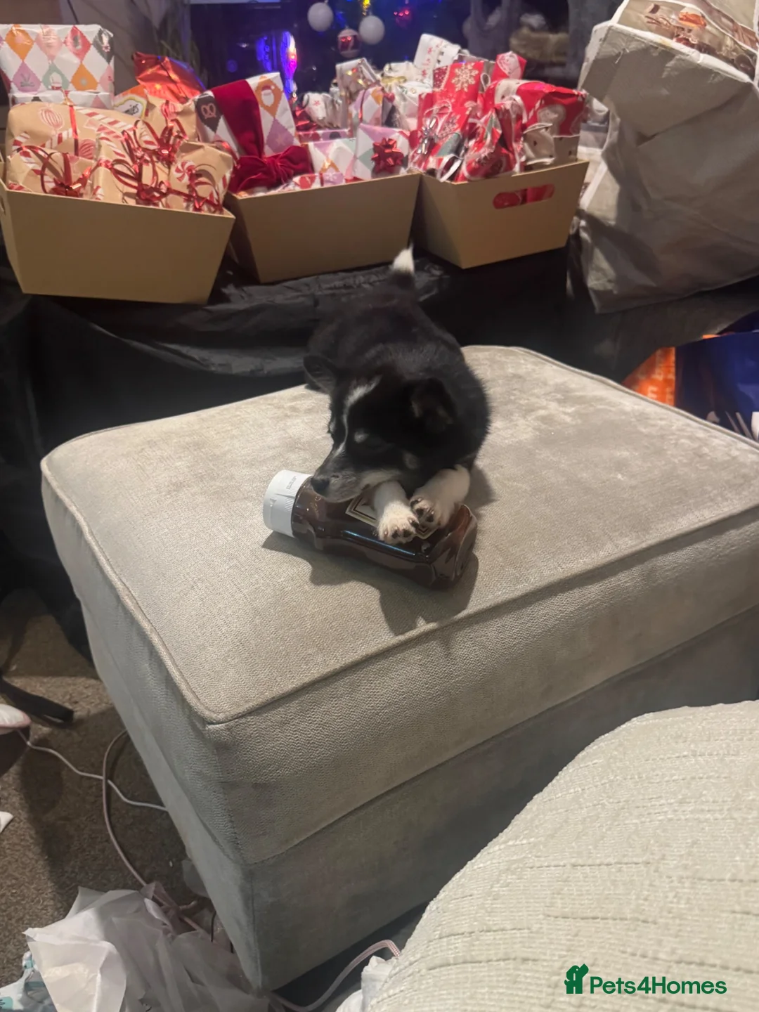 Pomsky dogs for sale: 1 year old male pomsky neutered  in Clacton-on-Sea - Advert 3