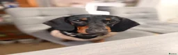 Dachshund dogs for sale: Cara  in Lichfield - Advert 2