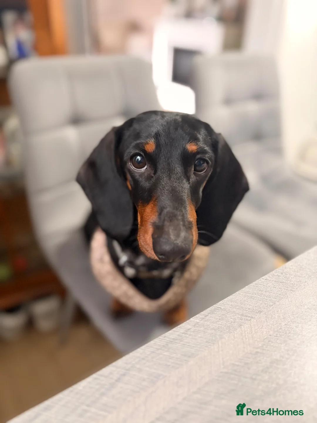 Dachshund dogs for sale: Cara  in Lichfield - Advert 2