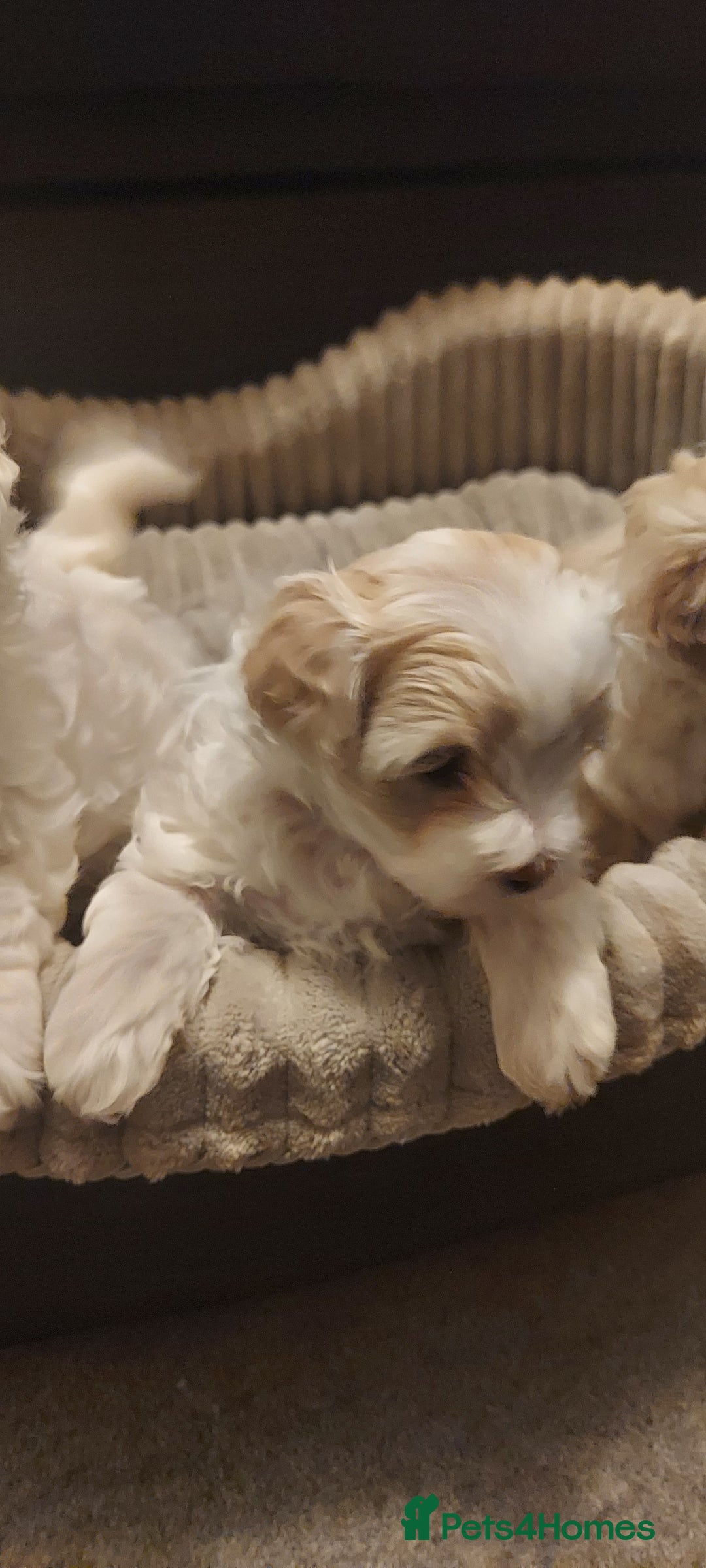 Maltipoo dogs for sale: Asian Teddy Toy Maltipoos  - Image 7