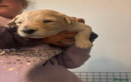 Goldendoodle dogs for sale: Beautiful F1B Goldendoodle Puppies – Ready Soon - Image 8