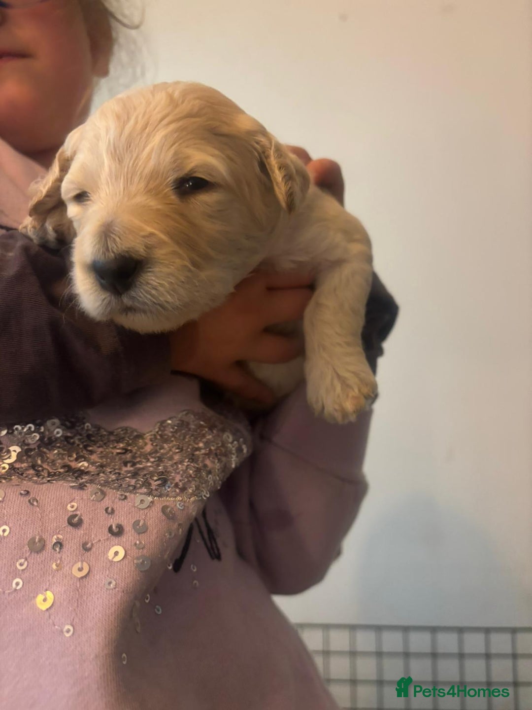 Goldendoodle dogs for sale: Beautiful F1B Goldendoodle Puppies – Ready Soon - Image 8
