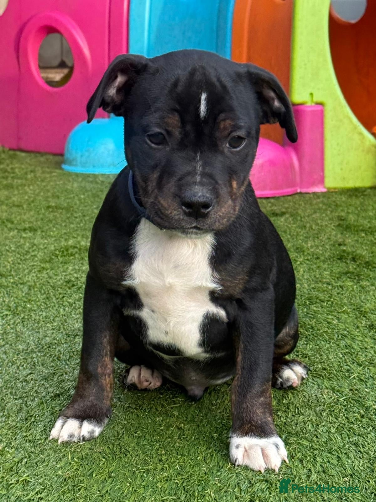 Staffordshire Bull Terrier dogs The Best Behaved Boy - NEEDS a home this weekend! - Advert 14