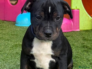 Staffordshire Bull Terrier dogs The Best Behaved Boy - NEEDS a home this weekend! - Advert 1