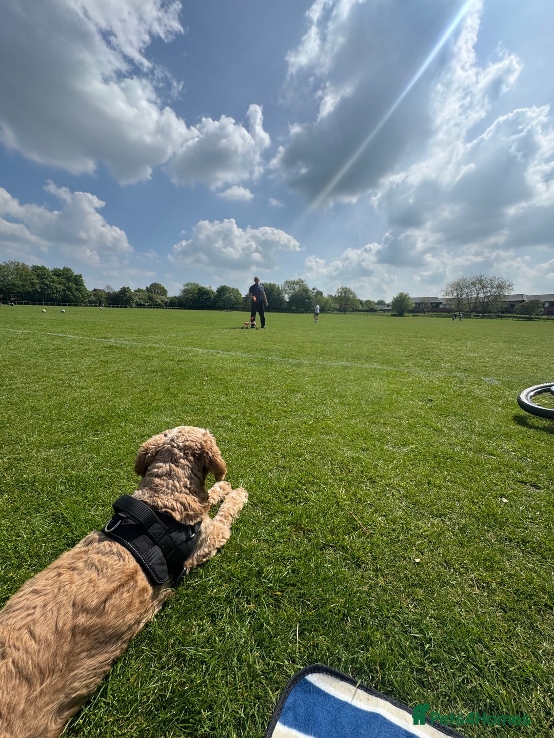 Cavapoo dogs for sale: Expecting a litter-health tested F1b Cavapoo pups - Image 20