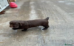 Sprocker dogs for sale: Adorable Sprocker Pups.. - Image 7