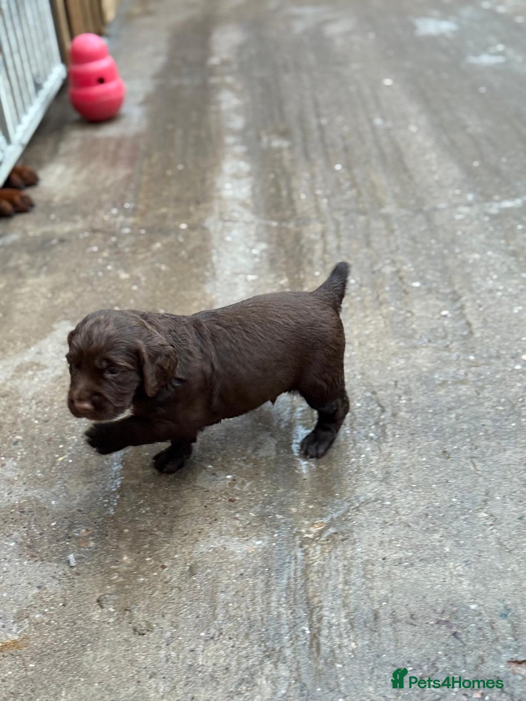 Sprocker dogs for sale: Adorable Sprocker Pups.. - Image 7