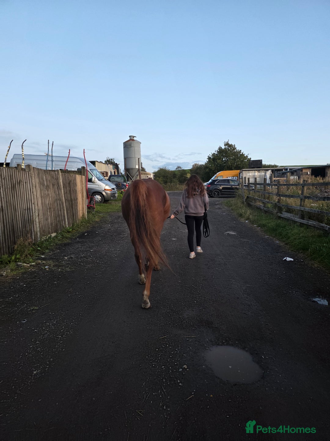 Irish Thoroughbred horses for sale: 15'1 Thoroughbred For Sale - Image 11