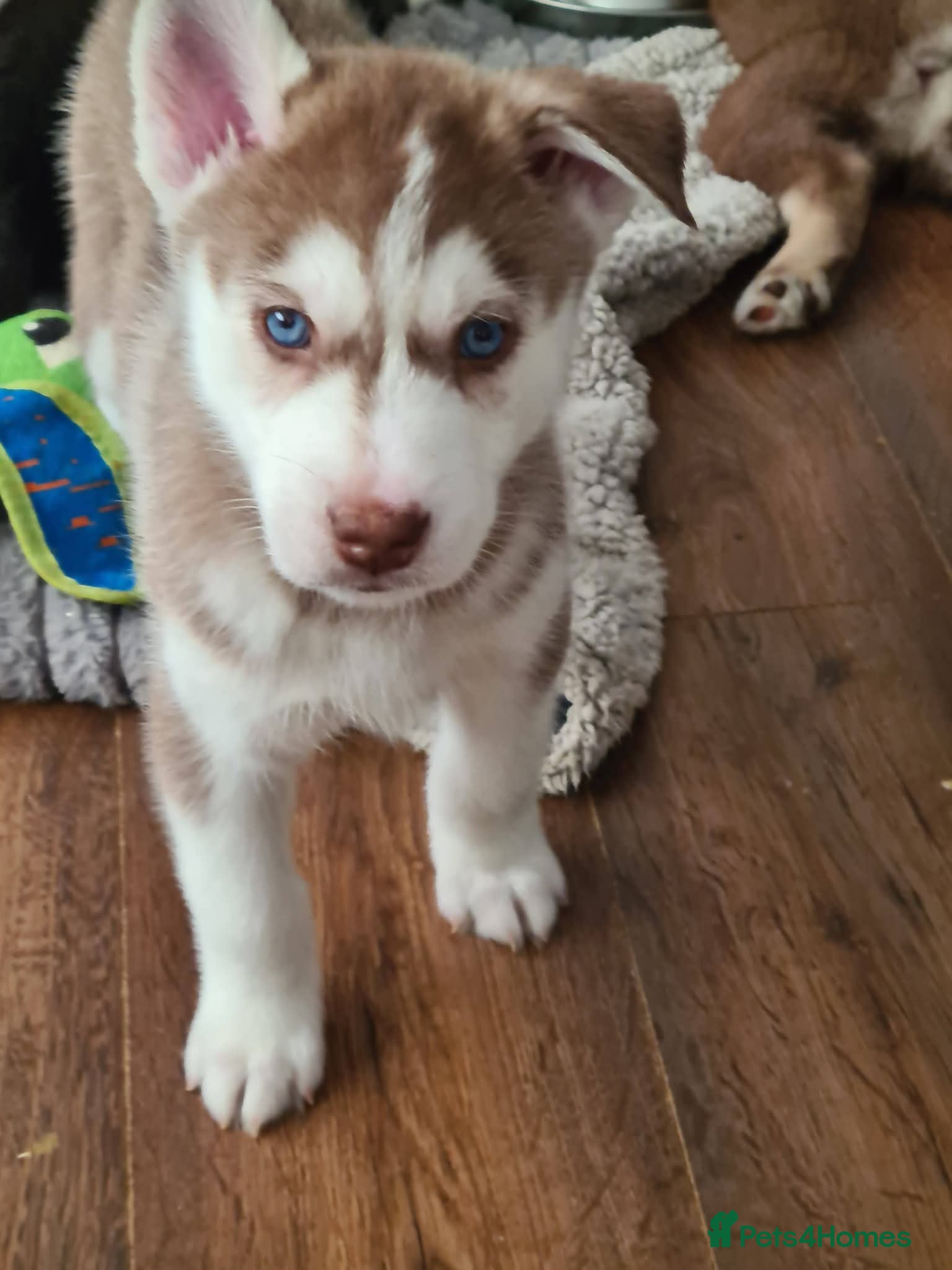 Siberian Husky dogs Siberian Agouiti Huskey Puppies - Advert 2