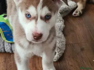 Siberian Husky dogs Siberian Agouiti Huskey Puppies - Advert 1