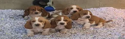 Basset Hound dogs for sale: KC BASSET HOUND PUPPIES FROM HEALTH SCORED PARENTS - Advert 11