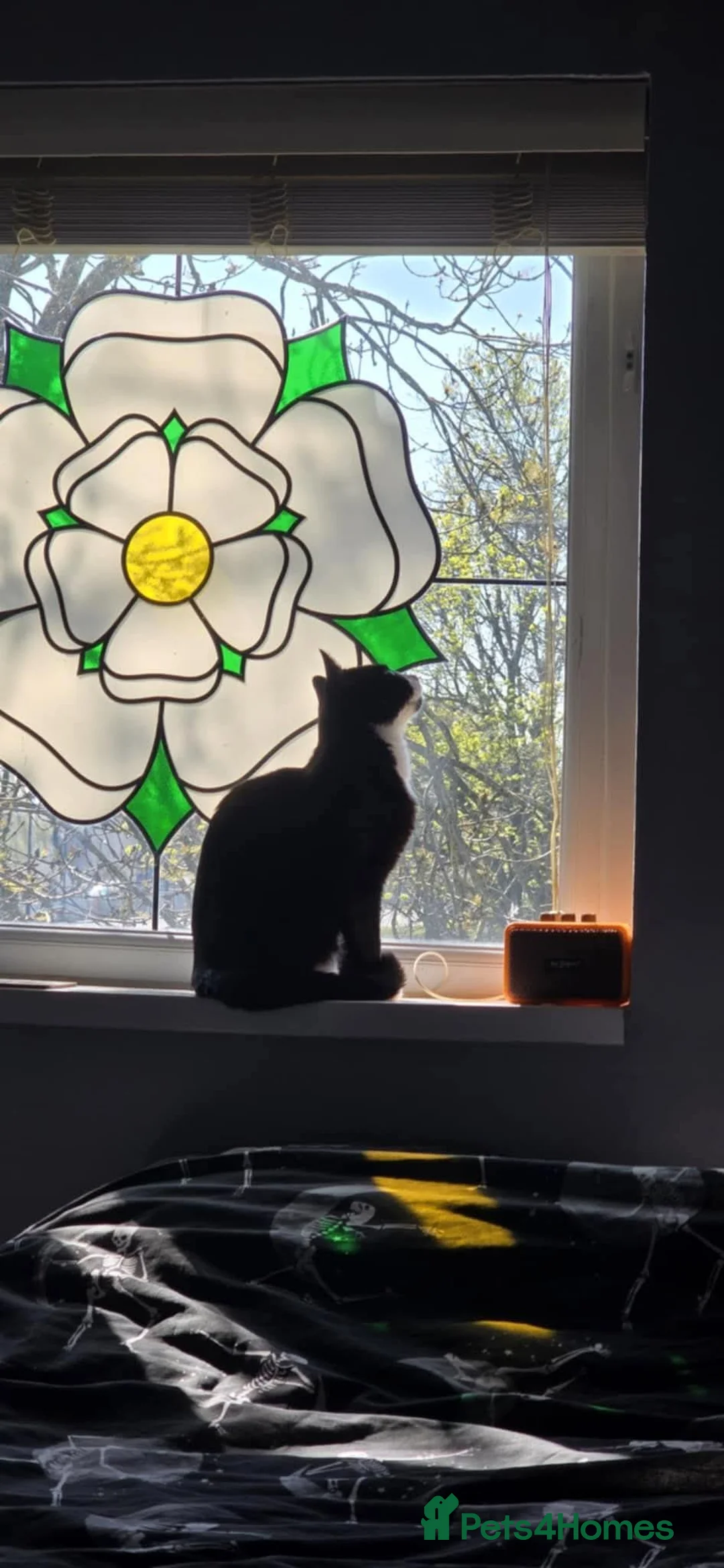 Mixed Breed cats for sale: Male Tuxedo for rehome - Advert 1