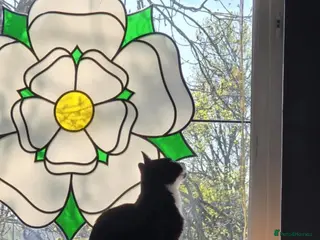 Mixed Breed cats Male Tuxedo for rehome - Advert 1