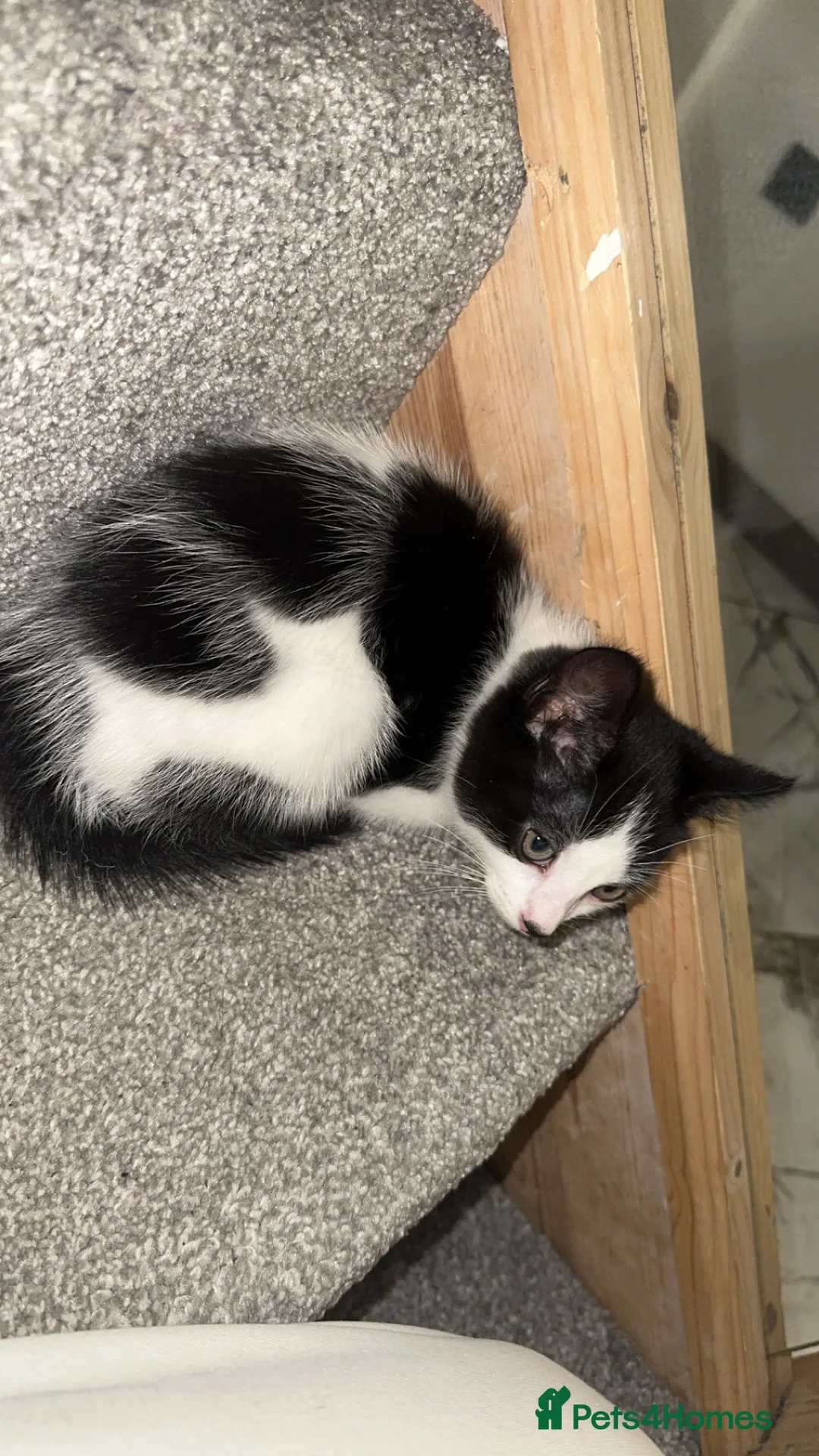 British Shorthair cats for sale: 2 lovely black and white shorthairs - Advert 15