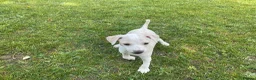 Italian Greyhound dogs for sale: Gorgeous Italian greyhound puppies  - Advert 17
