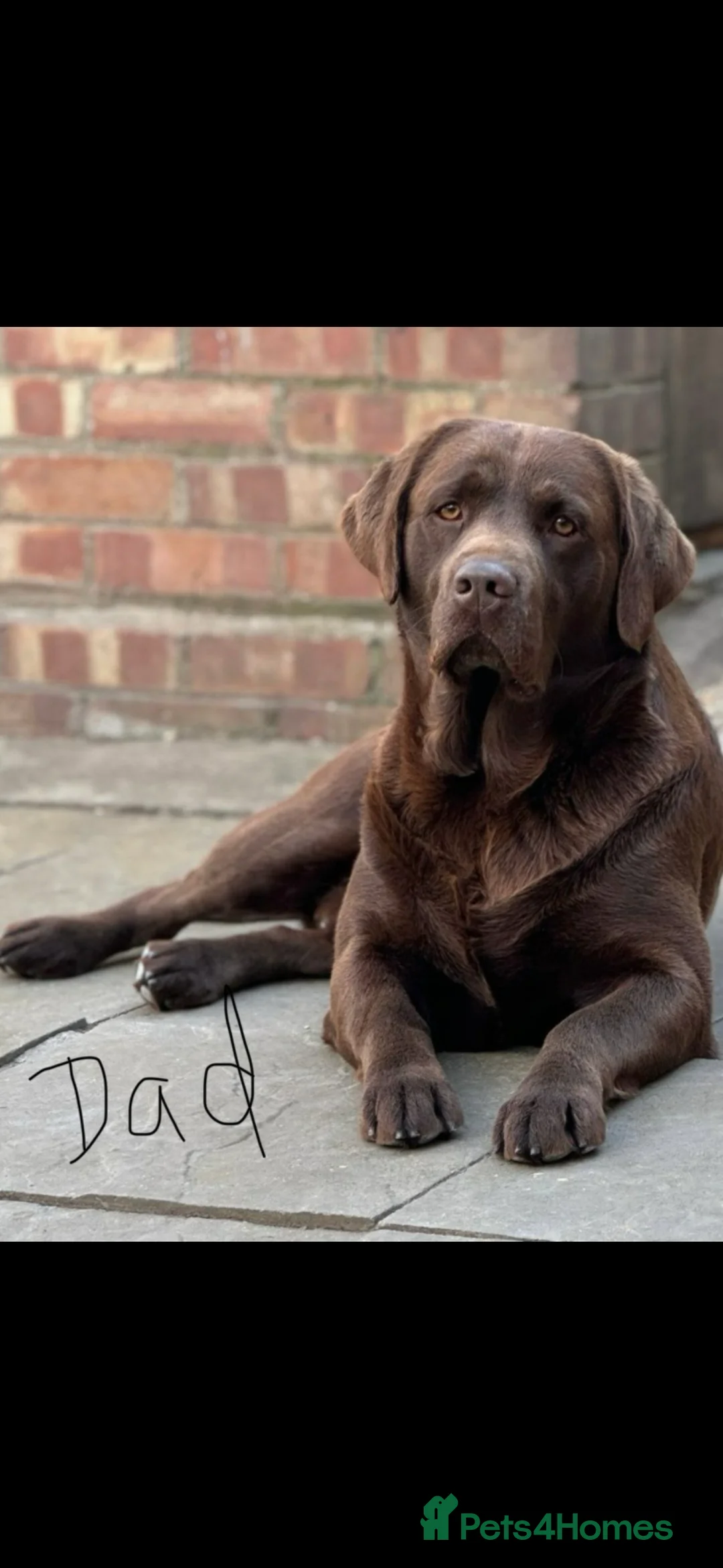 Mixed Breed dogs for sale: Labrador pups ready now  - Advert 18