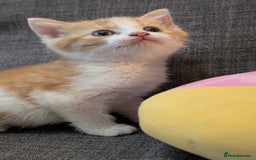 Mixed Breed cats for sale: Kitten for sale , ready to go asap  - Image 7