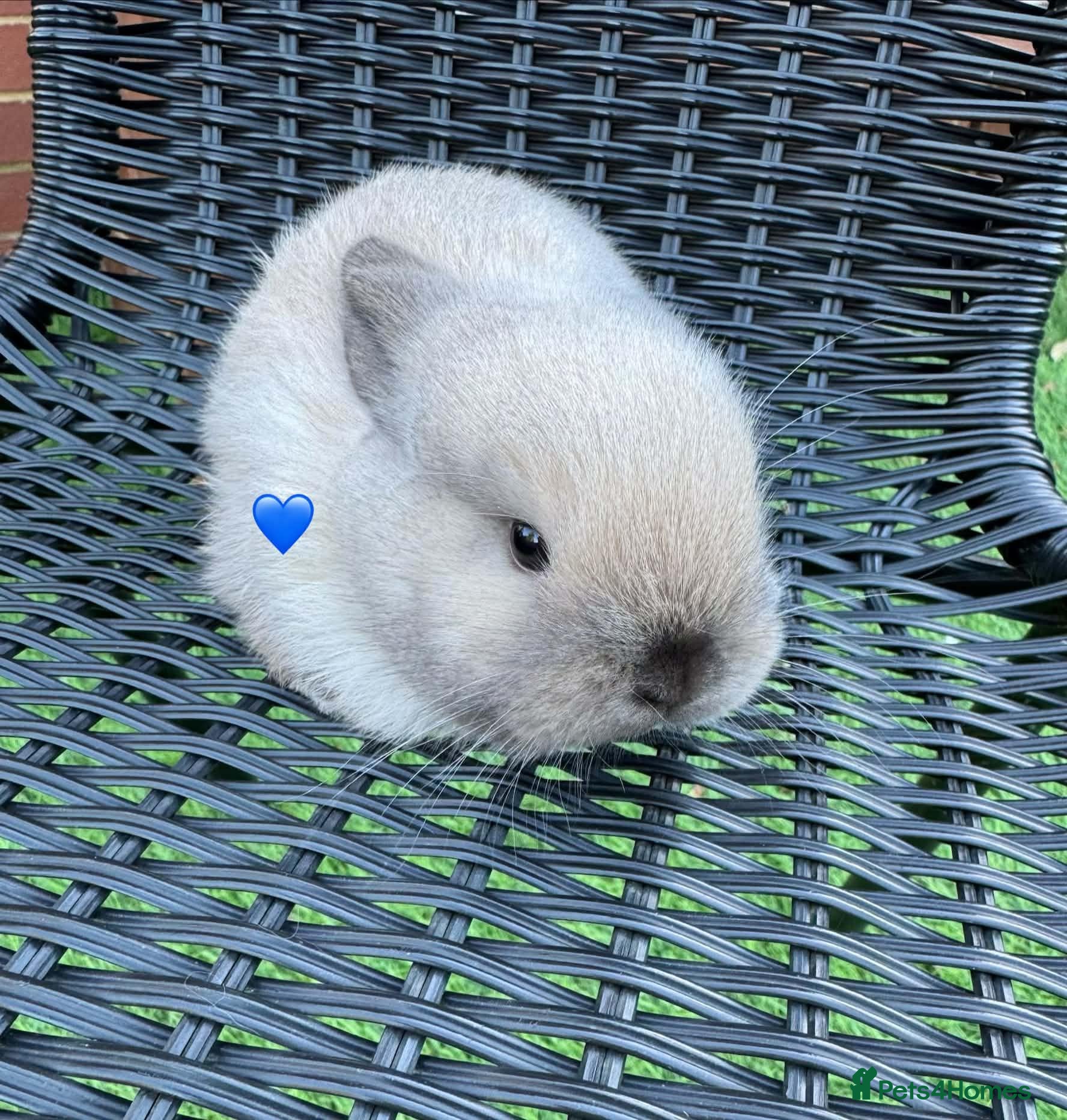 Mini Lop rabbits Mini lops - Advert 17