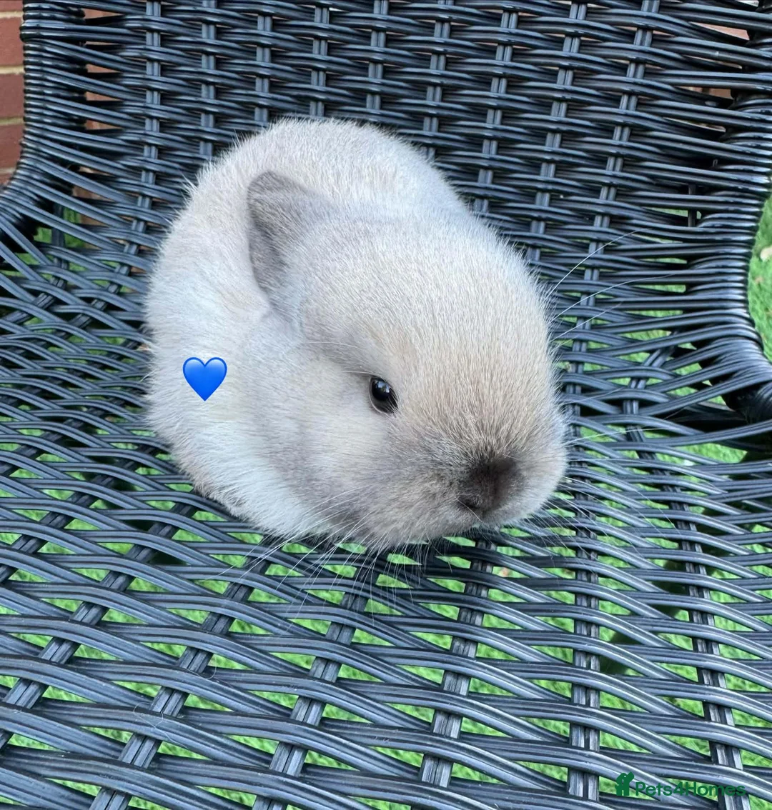 Mini Lop rabbits for sale: Mini lops - Advert 1