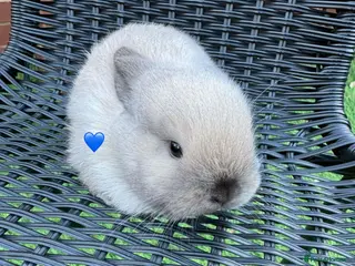 Mini Lop rabbits Mini lops - Advert 17