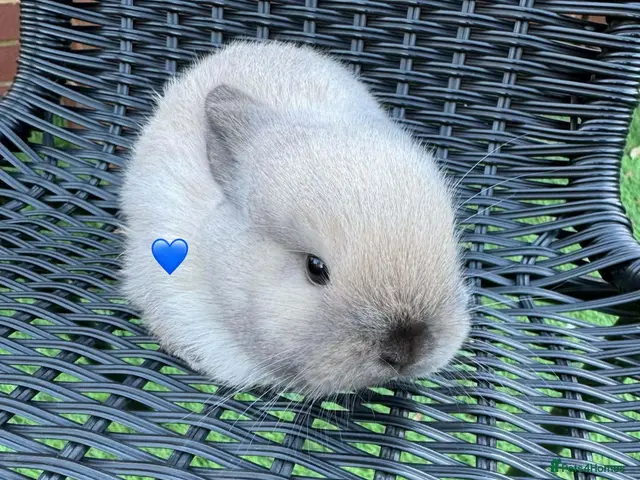 Mini Lop rabbits Mini lops - Advert 21