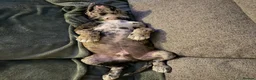 Mixed Breed dogs for sale: 1 male and 1 female puppies for sale  in Dudley - Advert 4