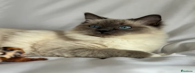 Adnansl daydreamer