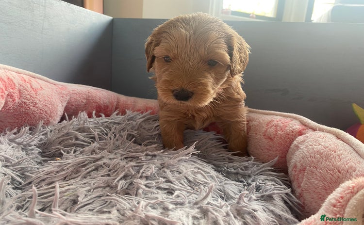 Australian Labradoodle dogs - Advert 2
