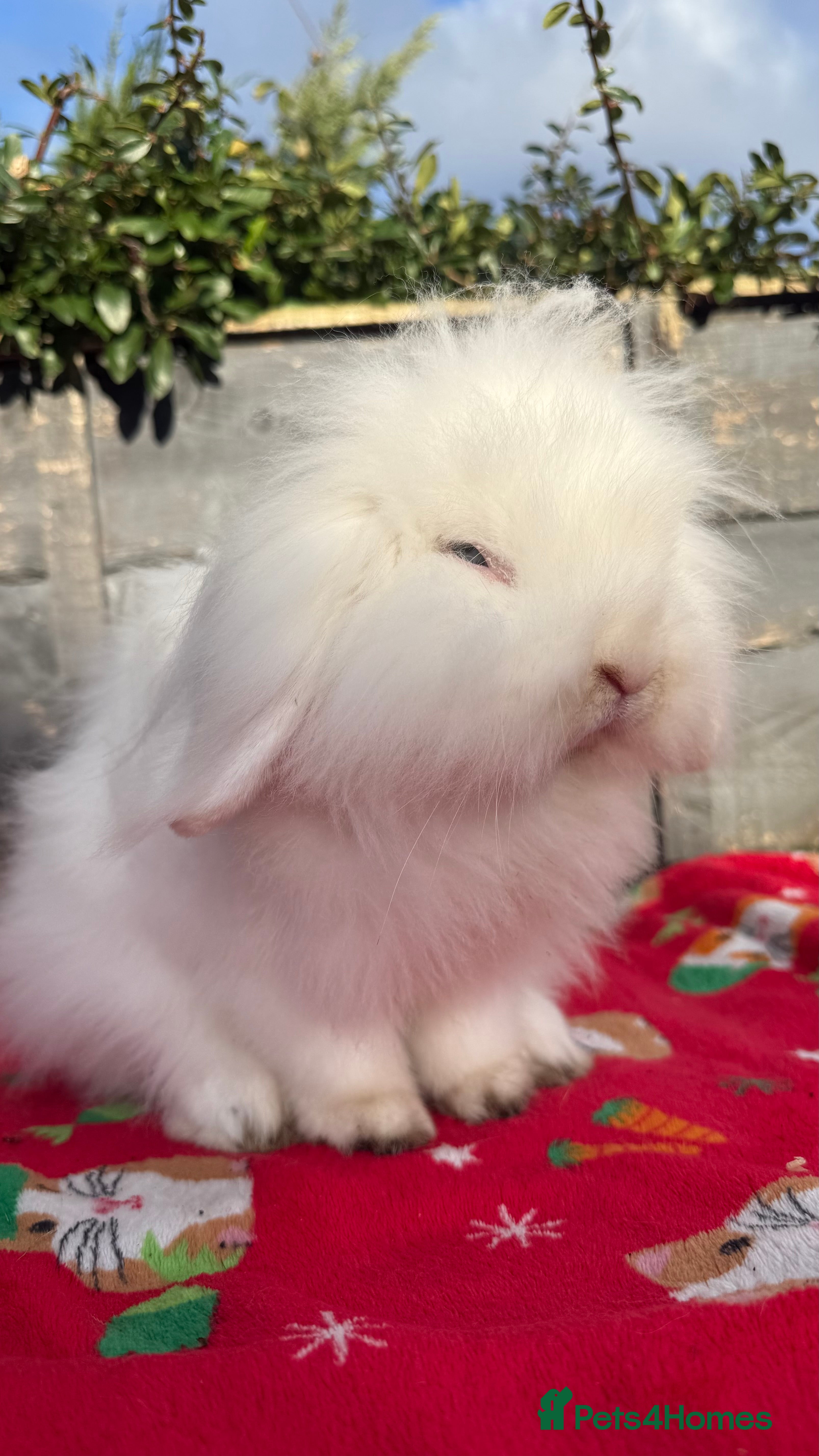 Mini Lion Lop rabbits Beautiful Blue Eyed White Boy - Advert 7