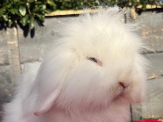 Mini Lion Lop rabbits Beautiful Blue Eyed White Boy - Advert 7