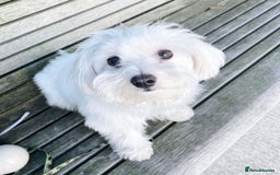 Maltese dogs for sale: Cute Maltese Puppy For Rehome - Image 4