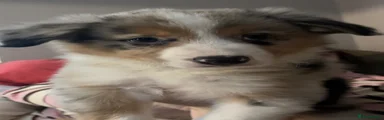 Benito