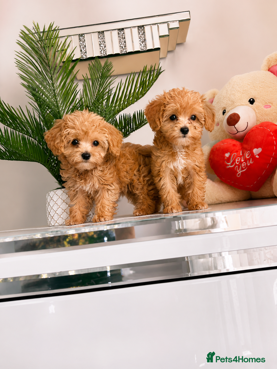 Maltipoo dogs 🔥Extra Tiny Asian maltipoos  🔥READY TO GO🔥  - Advert 1