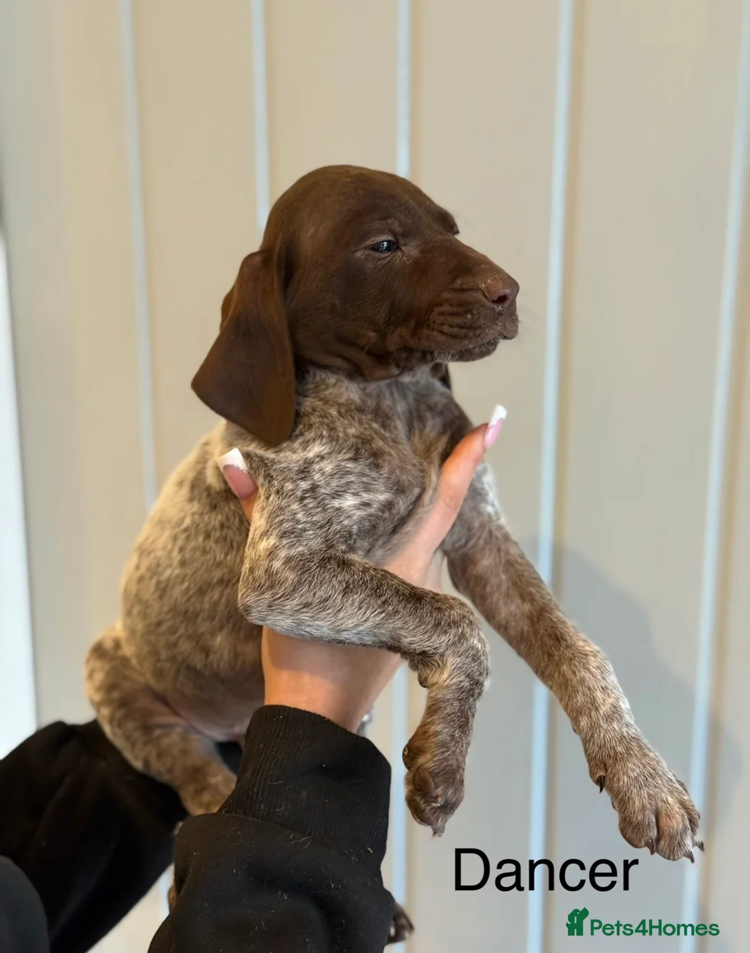 German Shorthaired Pointer dogs for sale: 🌼German shorthaired pointer puppies 🌼 - Advert 4